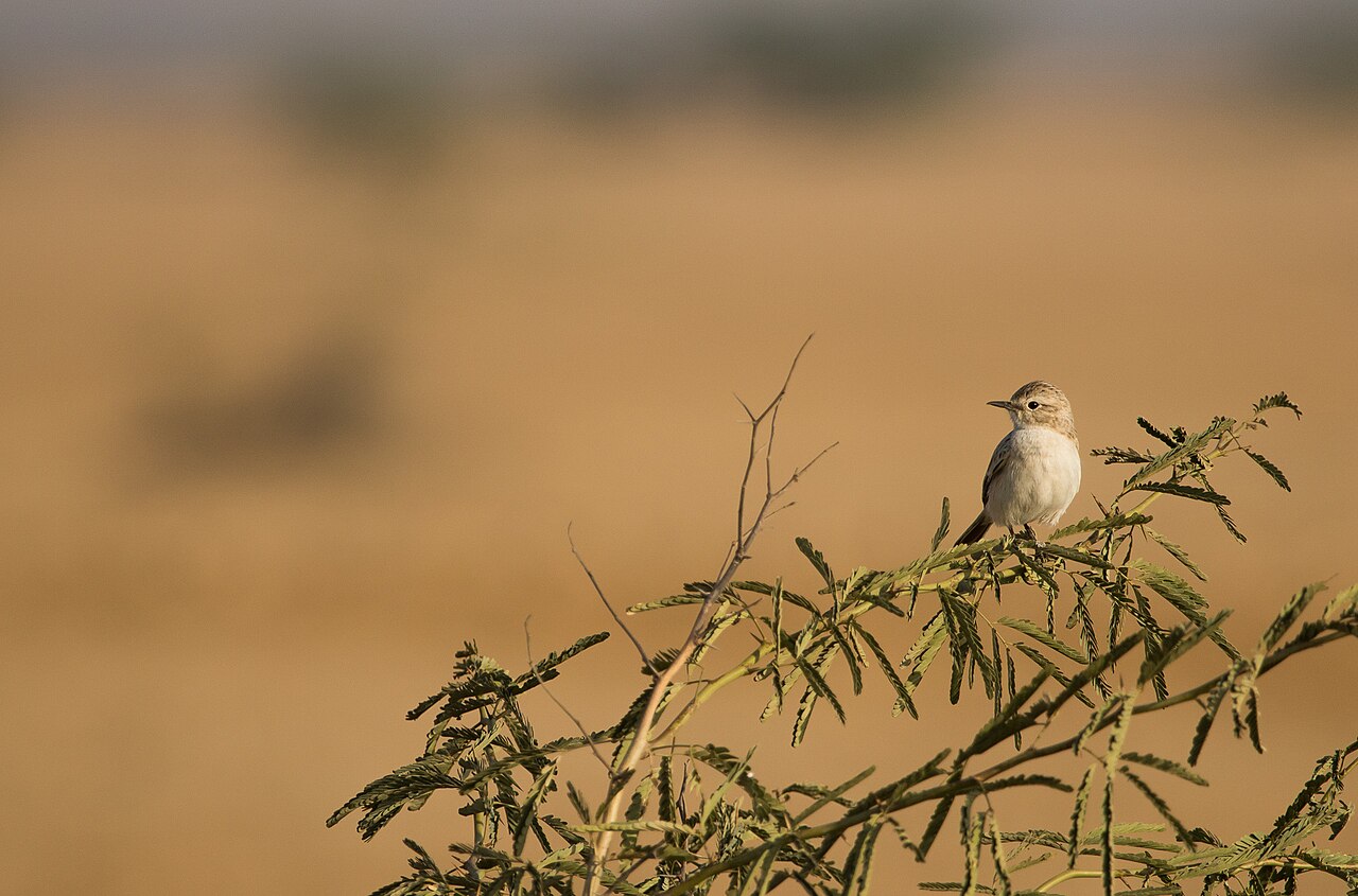 A bushchat in the Banni grasslands