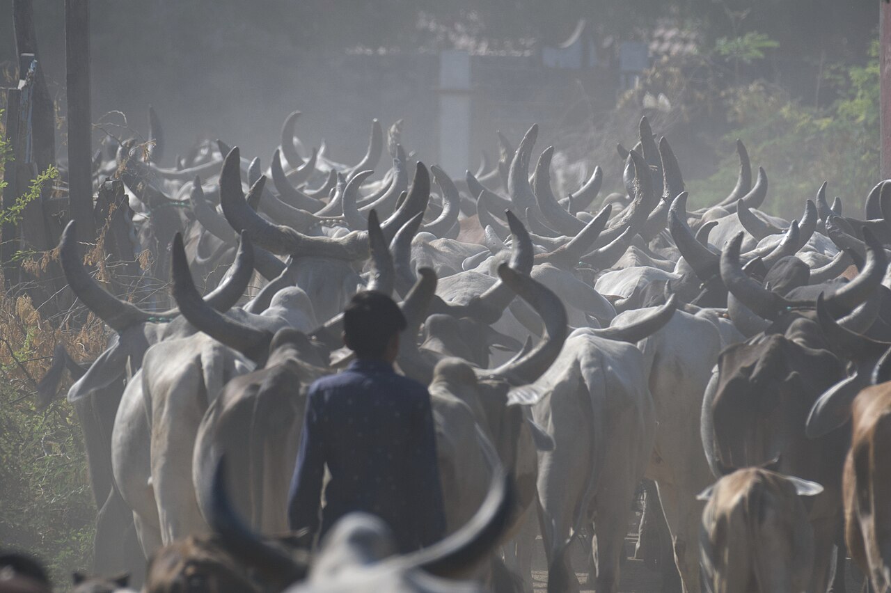 A Maldhari herder with cattle in Kutch