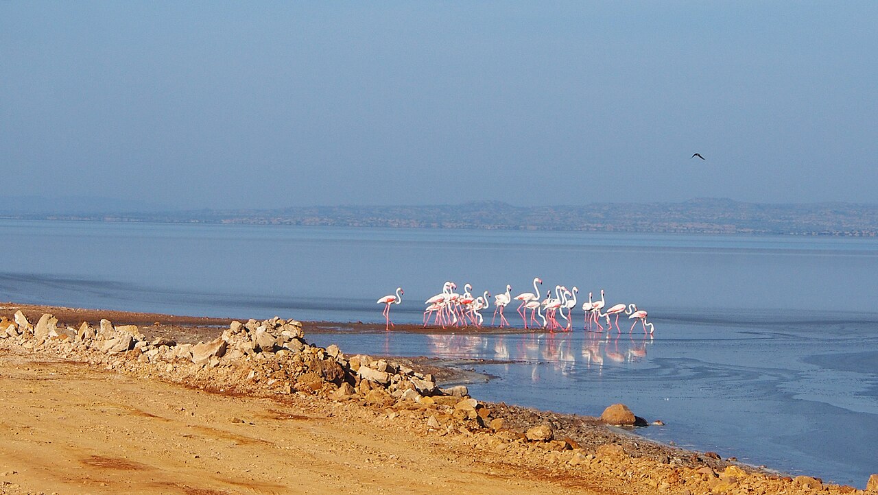 Flamingos in the wetlands of Kutch